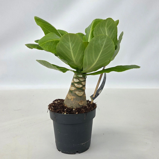 Blooming Houseplants Hawaii-Palme - Brighamia Insignis - Höhe 25-35Cm - Topf 12Cm 
