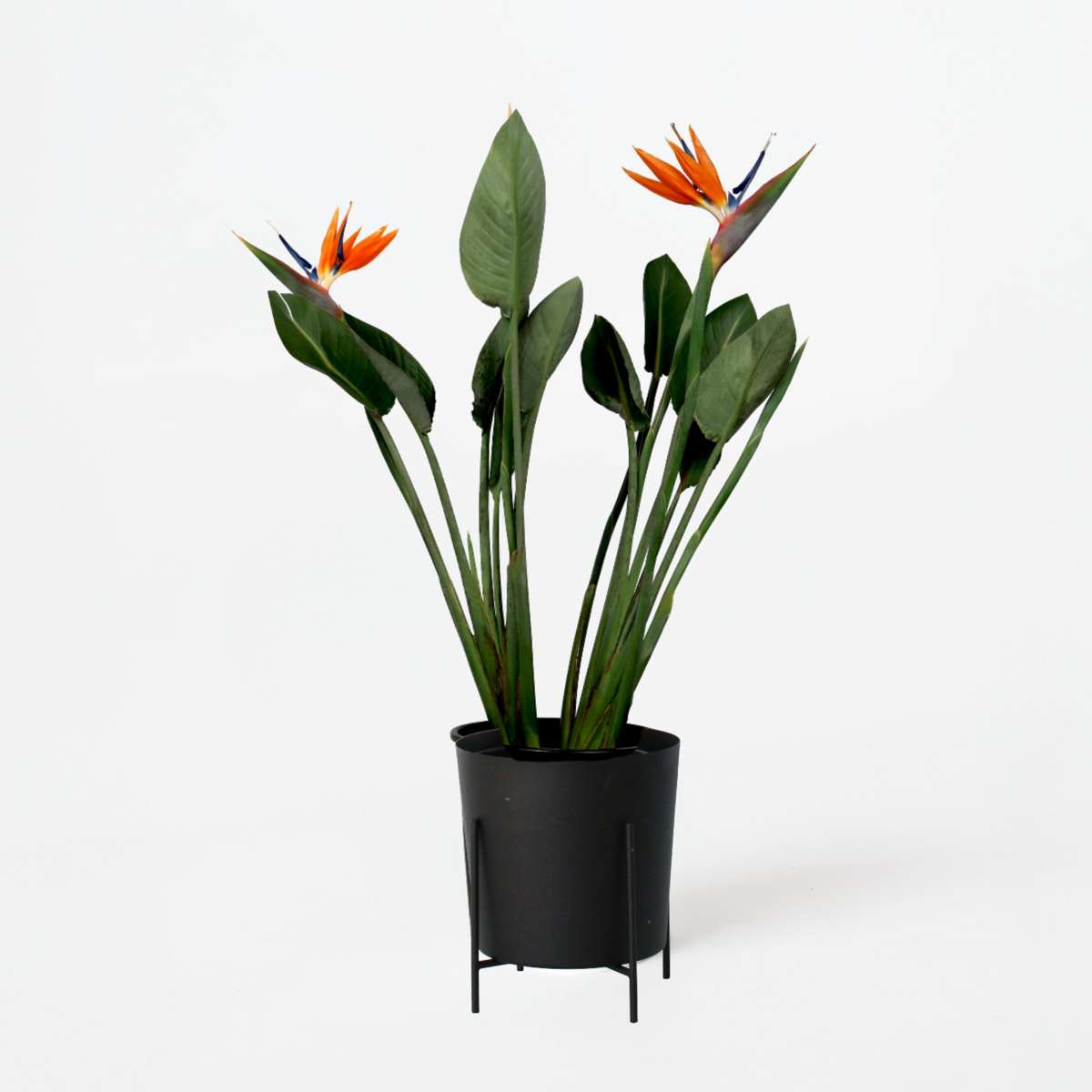 Strelitzia Paradiesvogelblume - Strelitzia Reginae - Mit Blüten - Höhe 70-100Cm - Ø19Cm 
