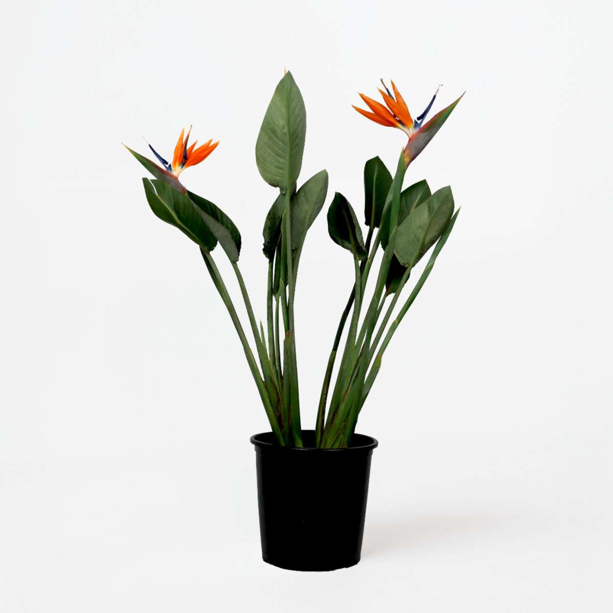 Strelitzia Paradiesvogelblume - Strelitzia Reginae - Mit Blüten - Höhe 70-100Cm - Ø19Cm 