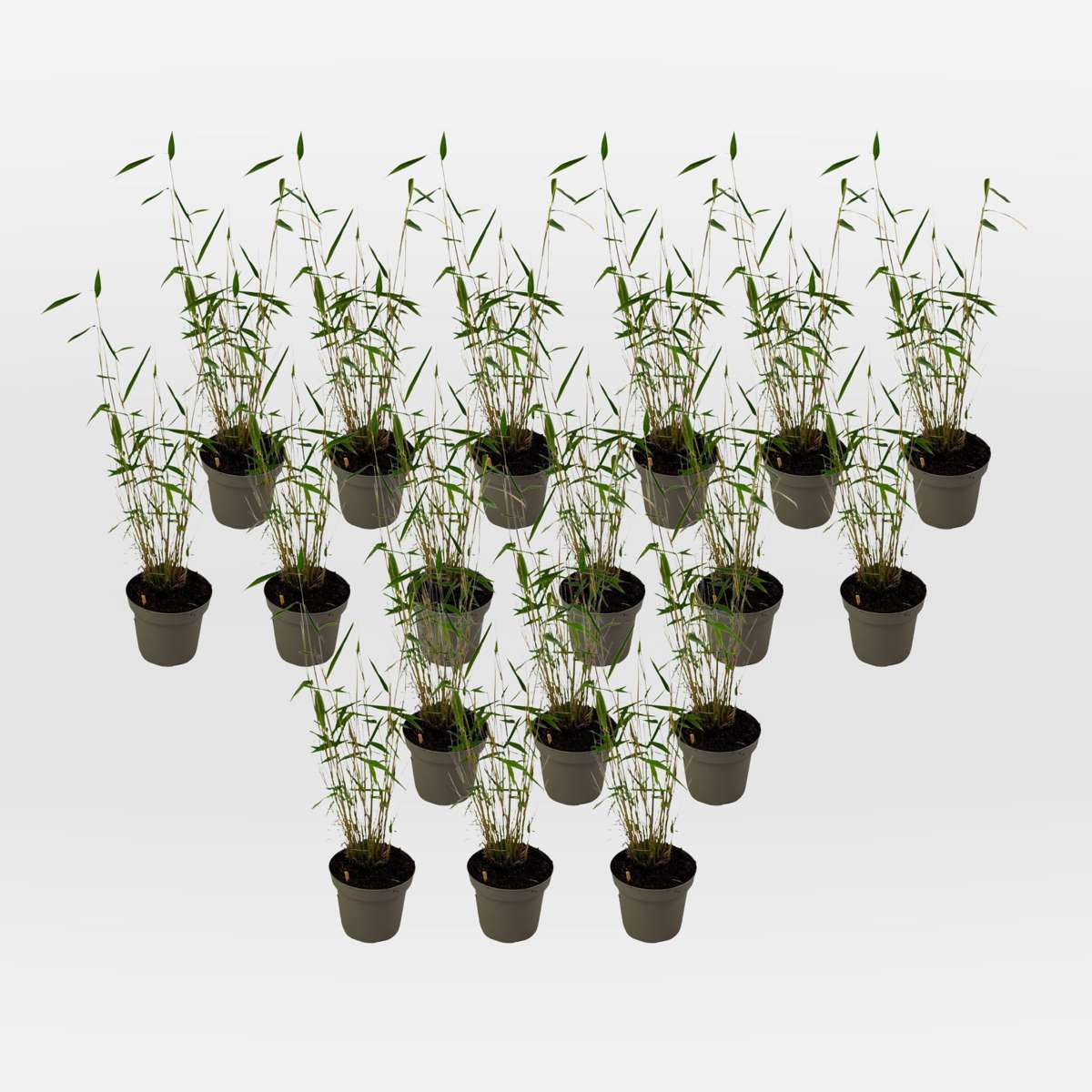 Out Of Category Garden Plants Bambus - 18 Stk - Fargesia Papyrifera 'Blue Dragon' - Höhe 30-40Cm - ⌀13Cm 