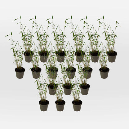 Out Of Category Garden Plants Bambus - 18 Stk - Fargesia Papyrifera 'Blue Dragon' - Höhe 30-40Cm - ⌀13Cm 