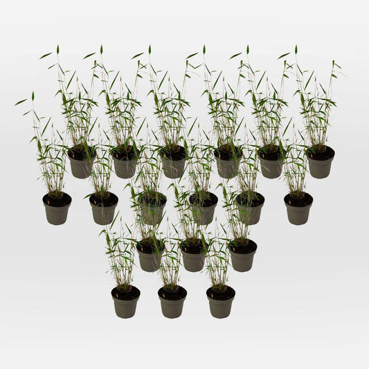 Out Of Category Garden Plants Bambus - 18 Stk - Fargesia Papyrifera 'Blue Dragon' - Höhe 30-40Cm - ⌀13Cm 