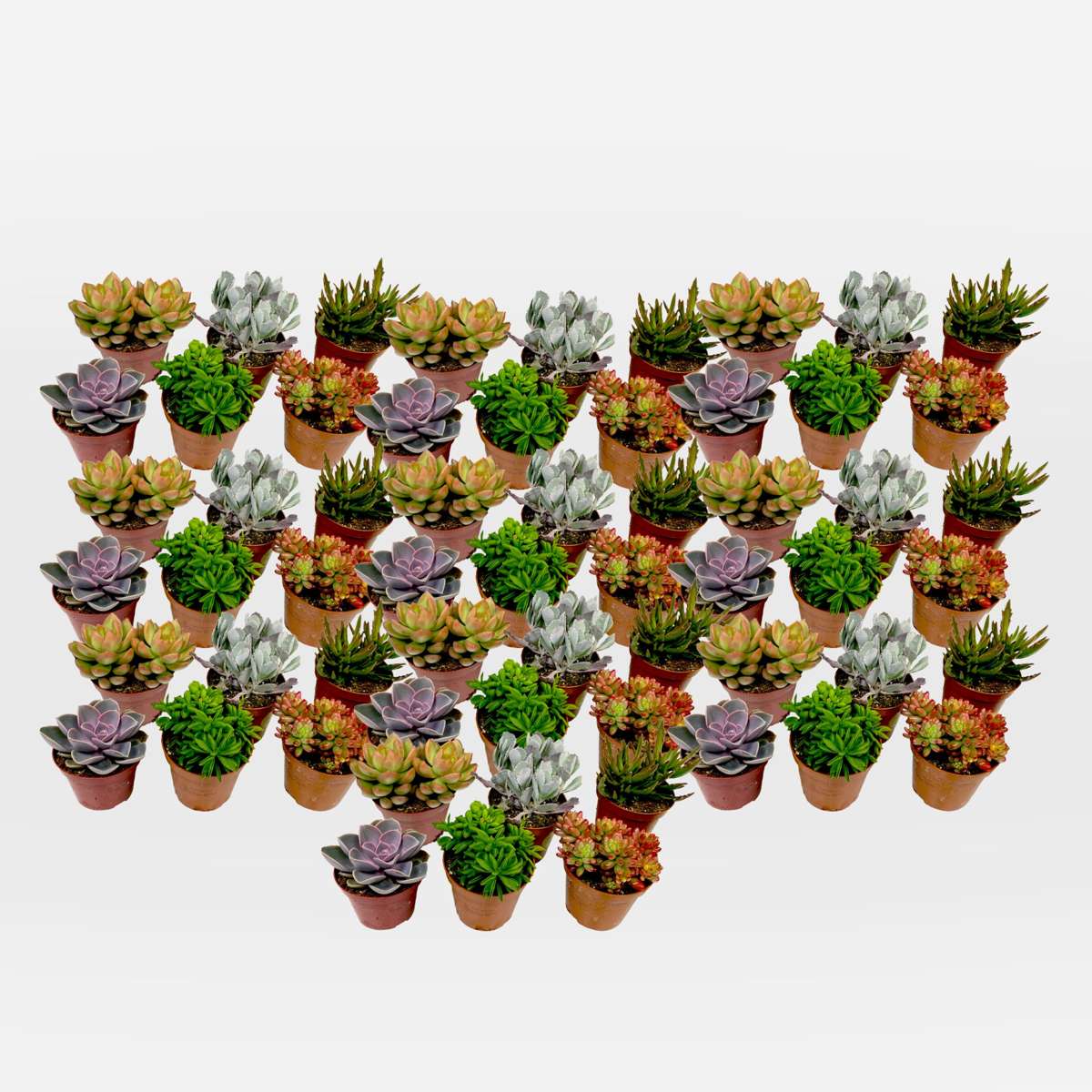 Sukkulenten Set – 60 Stück Succulent Mix – Höhe 5–10cm Ø6cm – Pflegeleichte Zimmerpflanzen für Deko Büro Zuhause – Bunte Mixbox mit 6 Sorten Wasser speichernden Pflanzen 