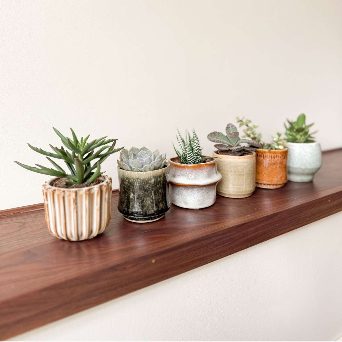 Sukkulenten Set – 60 Stück Succulent Mix – Höhe 5–10cm Ø6cm – Pflegeleichte Zimmerpflanzen für Deko Büro Zuhause – Bunte Mixbox mit 6 Sorten Wasser speichernden Pflanzen 