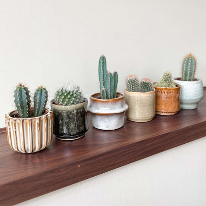 Out Of Category Houseplants Mini Kakteen - 60 Stk - Cactus - Höhe 5-10Cm - ⌀6Cm 