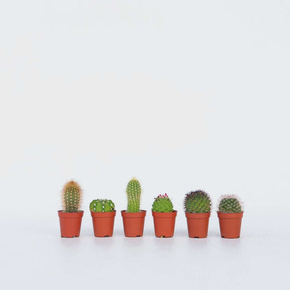 Out Of Category Houseplants Mini Kakteen - 60 Stk - Cactus - Höhe 5-10Cm - ⌀6Cm 