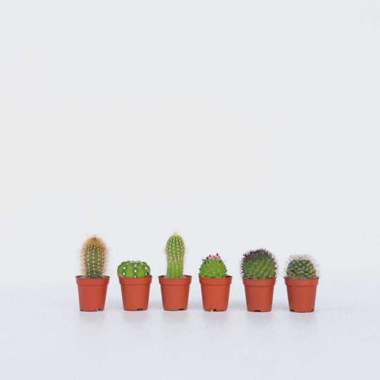 Out Of Category Houseplants Mini Kakteen - 60 Stk - Cactus - Höhe 5-10Cm - ⌀6Cm 