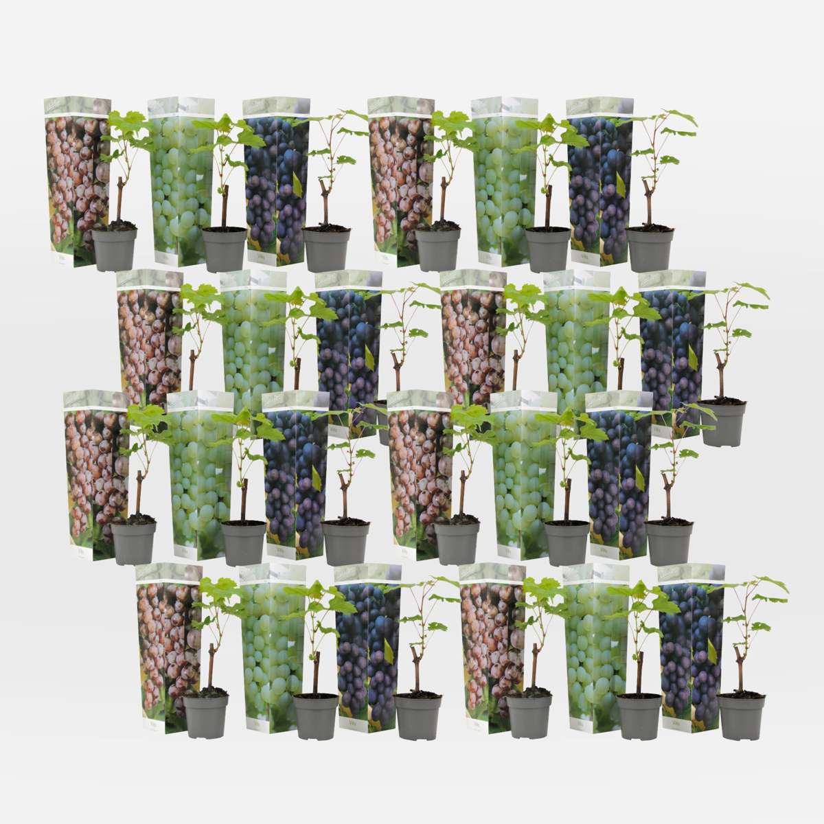 Out Of Category Garden Plants Traubenpflanze - 24 Stk - Vitis Vinifera - Höhe 25-40Cm - ⌀9Cm 