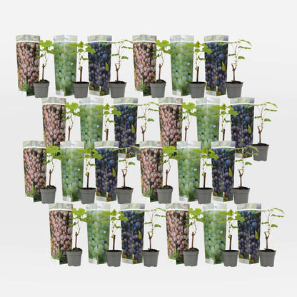 Out Of Category Garden Plants Traubenpflanze - 24 Stk - Vitis Vinifera - Höhe 25-40Cm - ⌀9Cm 