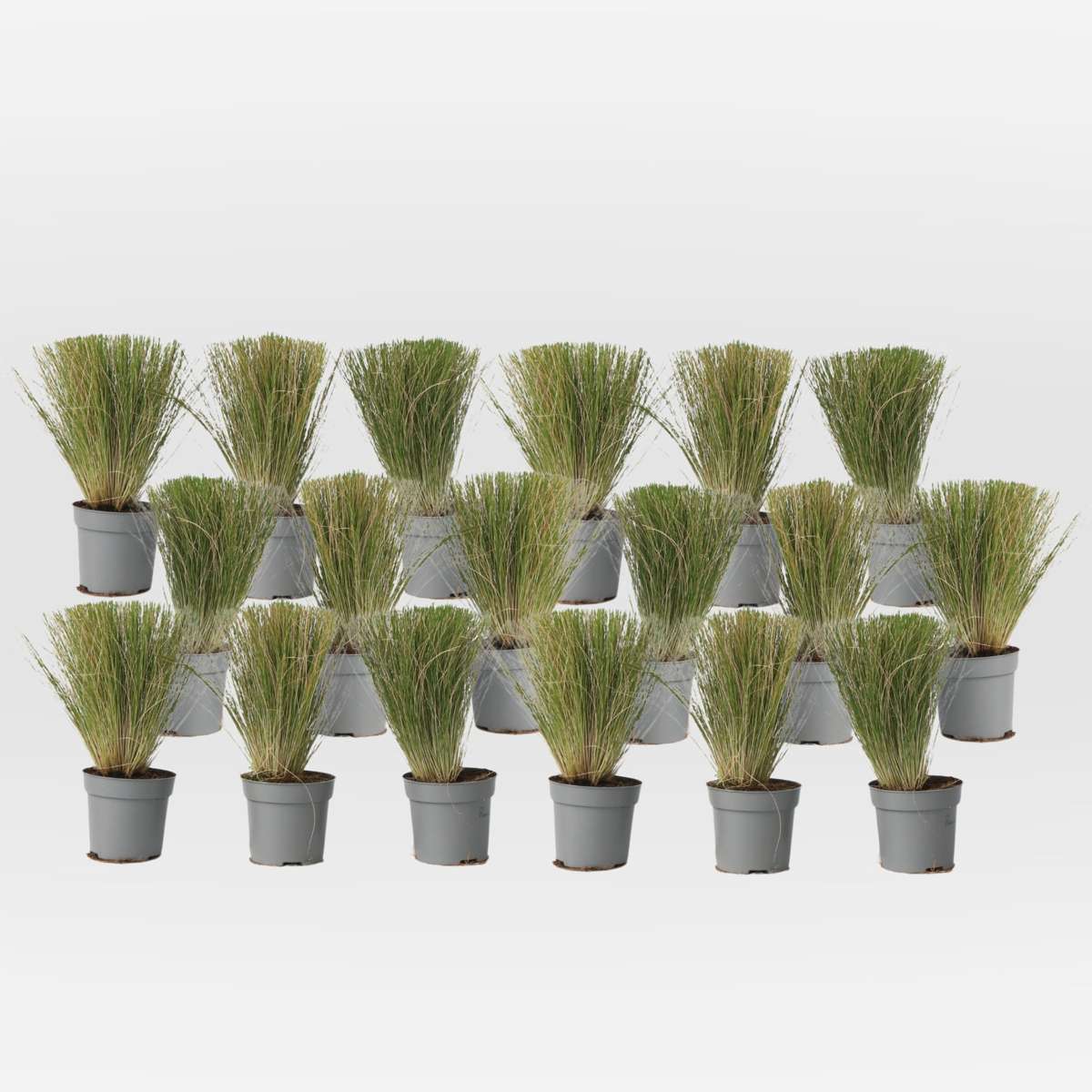 Out Of Category Garden Plants Federgras - 18 Stk - Stipa Tenuifolia 'Pony Tails' - Höhe 20-30Cm - ⌀9Cm 