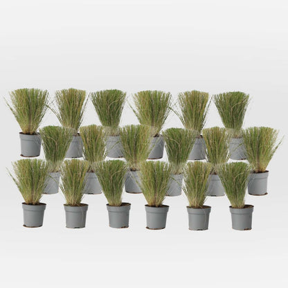 Out Of Category Garden Plants Federgras - 18 Stk - Stipa Tenuifolia 'Pony Tails' - Höhe 20-30Cm - ⌀9Cm 