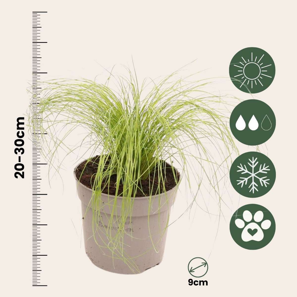 Out Of Category Garden Plants Federgras - 18 Stk - Stipa Tenuifolia 'Pony Tails' - Höhe 20-30Cm - ⌀9Cm 