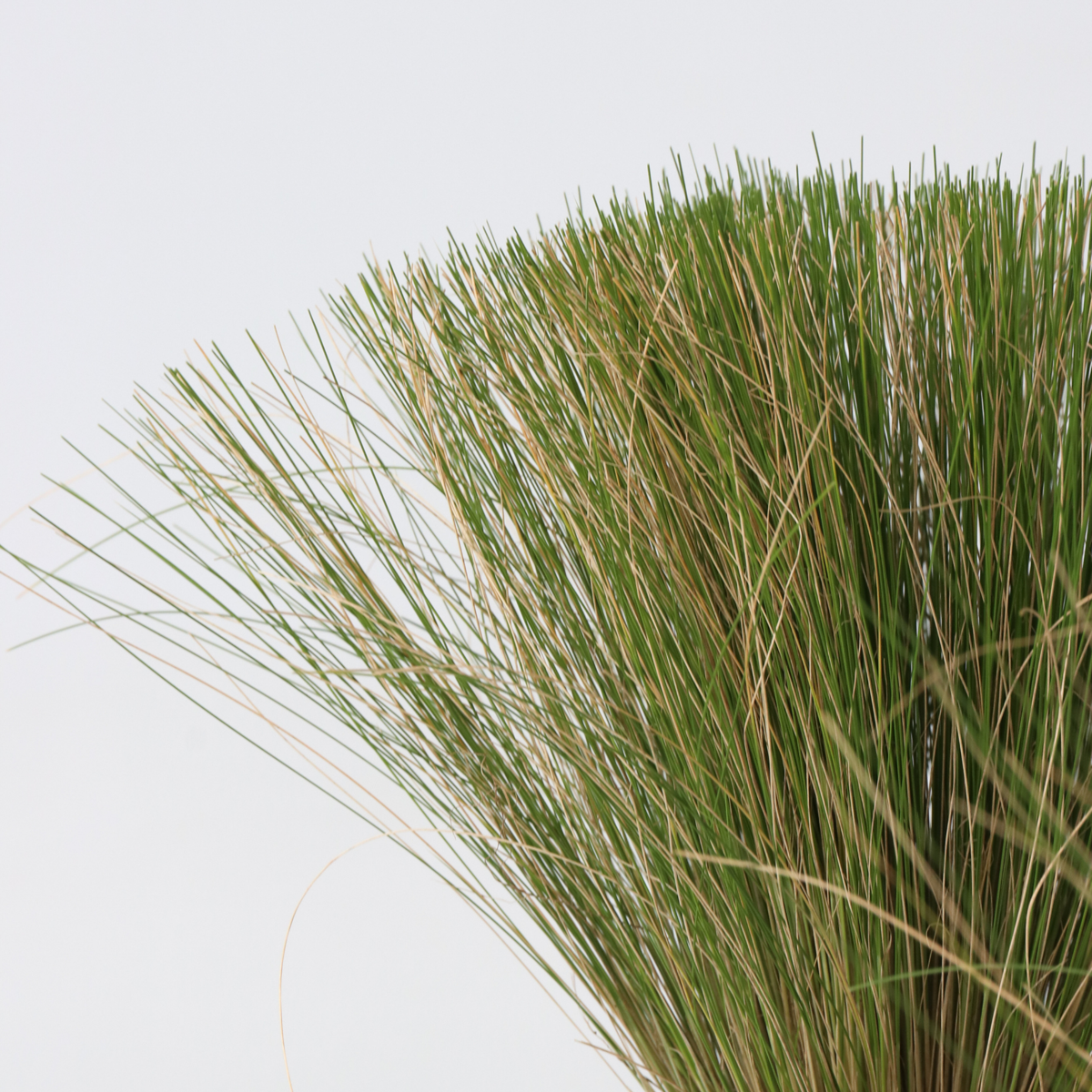 Out Of Category Garden Plants Federgras - 18 Stk - Stipa Tenuifolia 'Pony Tails' - Höhe 20-30Cm - ⌀9Cm 