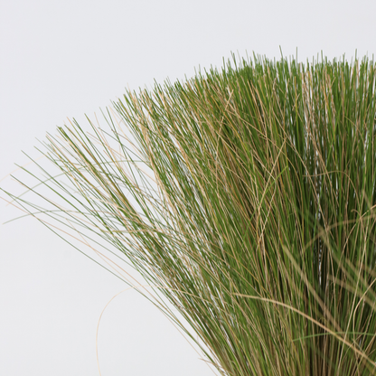 Out Of Category Garden Plants Federgras - 18 Stk - Stipa Tenuifolia 'Pony Tails' - Höhe 20-30Cm - ⌀9Cm 