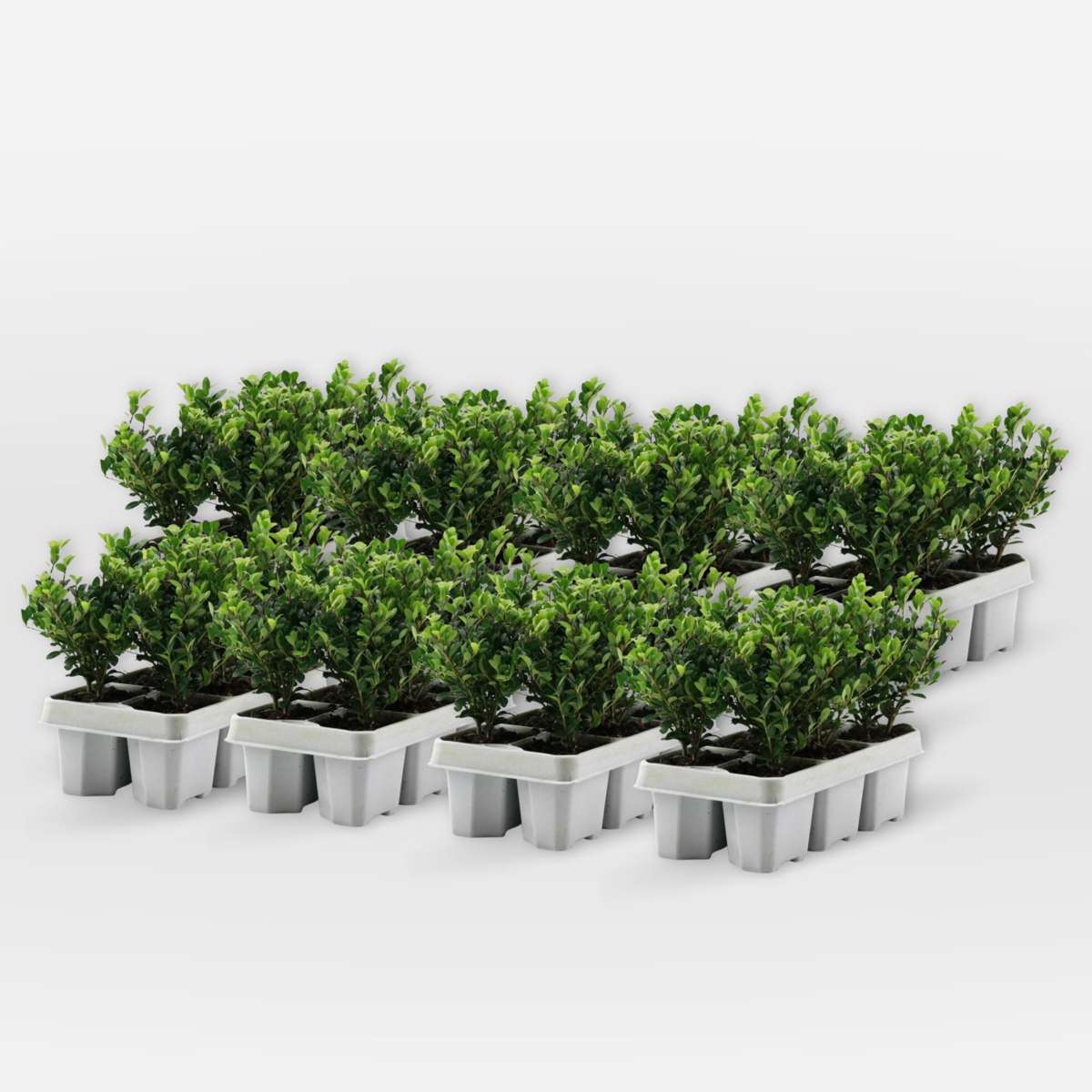 Out Of Category Garden Plants Japanische Stechpalme - 48 Stk - Ilex Crenata 'Jenny' - Höhe 10-20Cm - ⌀9Cm 