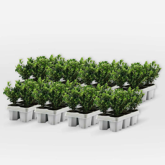 Out Of Category Garden Plants Japanische Stechpalme - 48 Stk - Ilex Crenata 'Jenny' - Höhe 10-20Cm - ⌀9Cm 