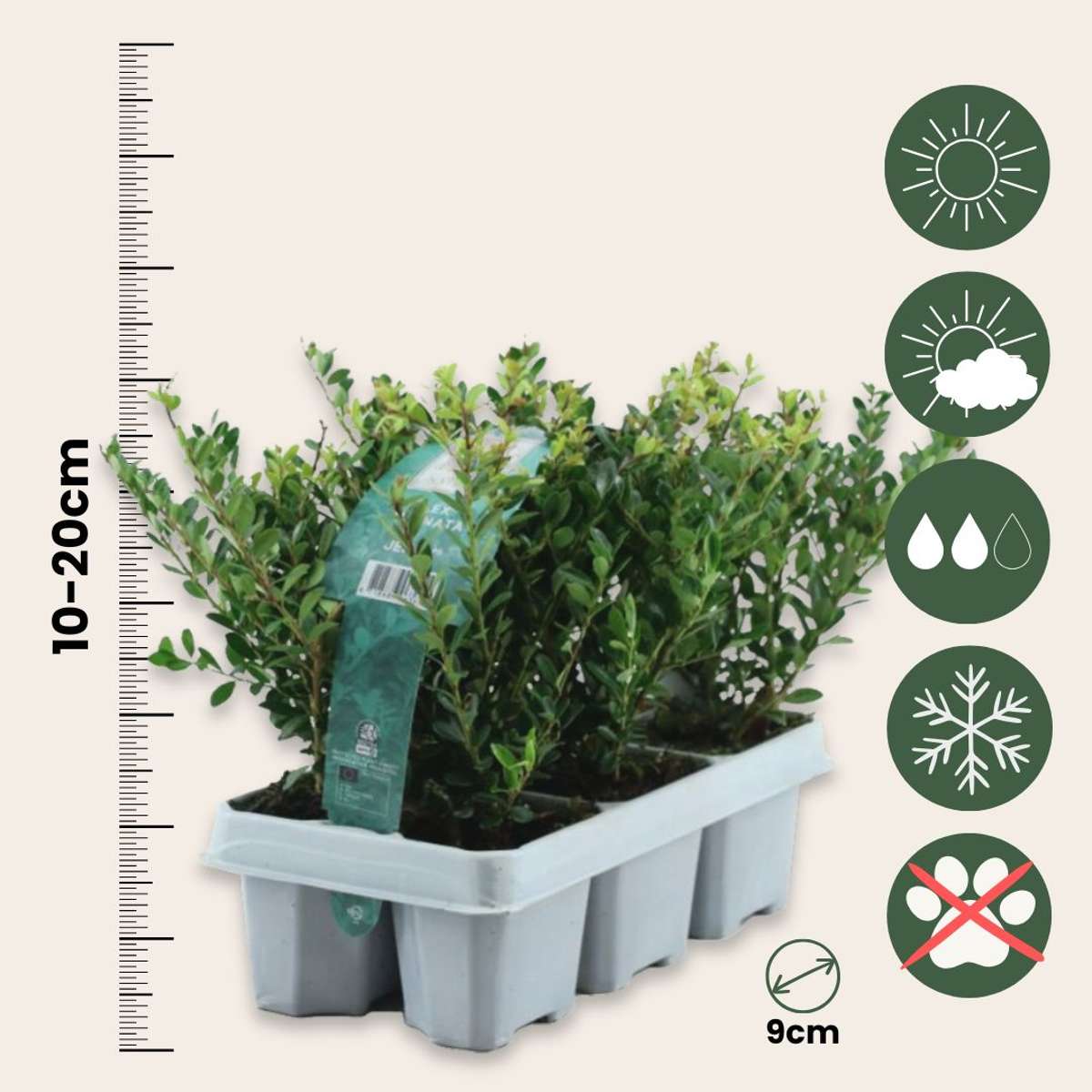 Out Of Category Garden Plants Japanische Stechpalme - 48 Stk - Ilex Crenata 'Jenny' - Höhe 10-20Cm - ⌀9Cm 