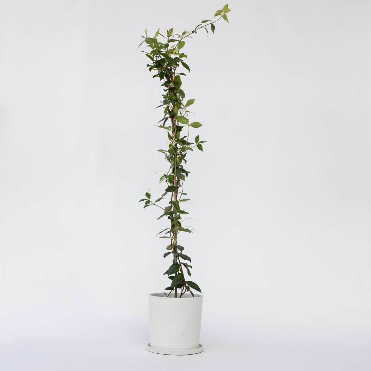 Climbers Sternjasmin - 8 Stk - Trachelospermum Jasminoides - Höhe 110-120Cm - ⌀17Cm 