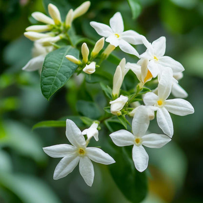Climbers Sternjasmin - 8 Stk - Trachelospermum Jasminoides - Höhe 110-120Cm - ⌀17Cm 