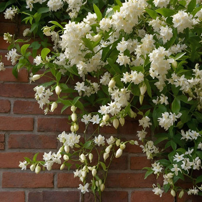 Climbers Sternjasmin - 8 Stk - Trachelospermum Jasminoides - Höhe 110-120Cm - ⌀17Cm 