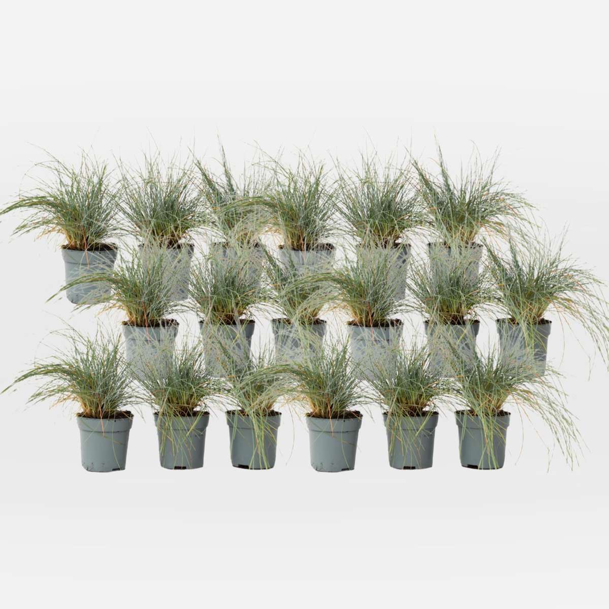 Out Of Category Garden Plants Blaugrünes Schwingel - 18 Stk - Festuca Glauca Elijah Blue - Höhe 10-15Cm - ⌀9Cm 