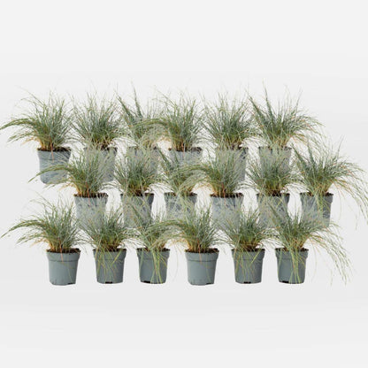 Out Of Category Garden Plants Blaugrünes Schwingel - 18 Stk - Festuca Glauca Elijah Blue - Höhe 10-15Cm - ⌀9Cm 