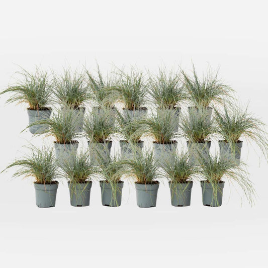 Out Of Category Garden Plants Blaugrünes Schwingel - 18 Stk - Festuca Glauca Elijah Blue - Höhe 10-15Cm - ⌀9Cm 