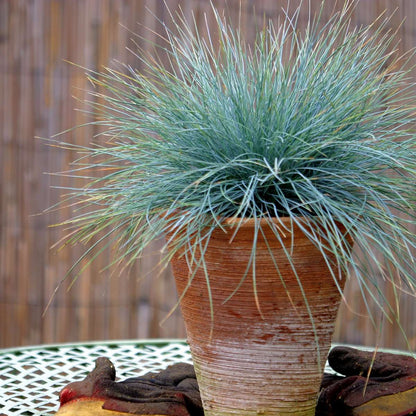 Out Of Category Garden Plants Blaugrünes Schwingel - 18 Stk - Festuca Glauca Elijah Blue - Höhe 10-15Cm - ⌀9Cm 