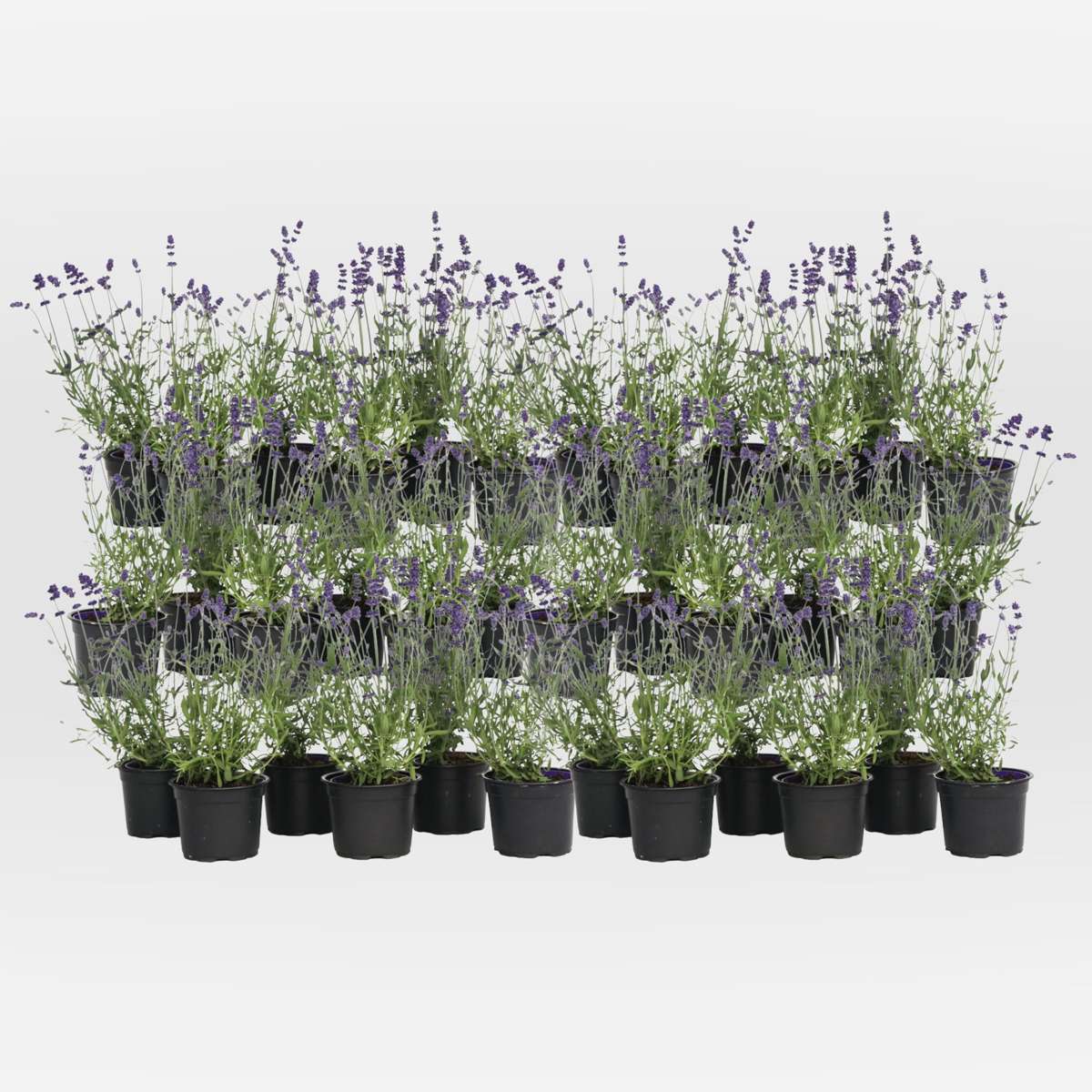 Out Of Category Garden Plants Lavendelpflanzen - 36 Stk - Lavandula Angustifolia - Höhe 10-15Cm - ⌀11Cm 