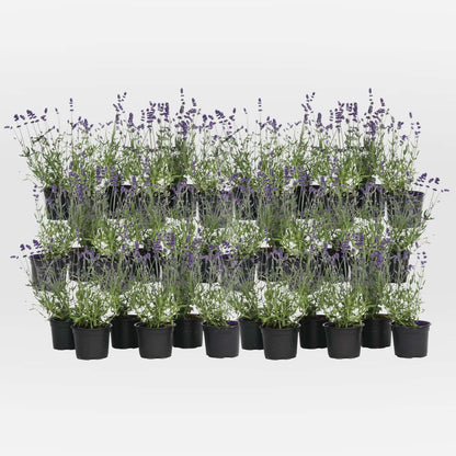 Out Of Category Garden Plants Lavendelpflanzen - 36 Stk - Lavandula Angustifolia - Höhe 10-15Cm - ⌀11Cm 