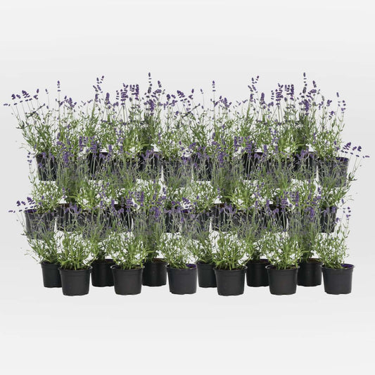 Out Of Category Garden Plants Lavendelpflanzen - 36 Stk - Lavandula Angustifolia - Höhe 10-15Cm - ⌀11Cm 