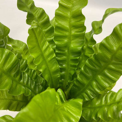 Other Green Houseplants Luftreinigende Zimmerpflanzen - 5 Stk - Inklusive Korb - Höhe 25-40Cm - ⌀12Cm 