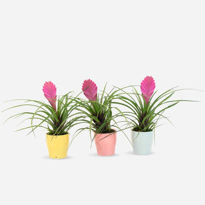 Blooming Houseplants Tillandsia Cyanea ‘Pastel’ – Set Mit 3 Stück Im Topf – Höhe 20–30Cm – Ø7Cm 