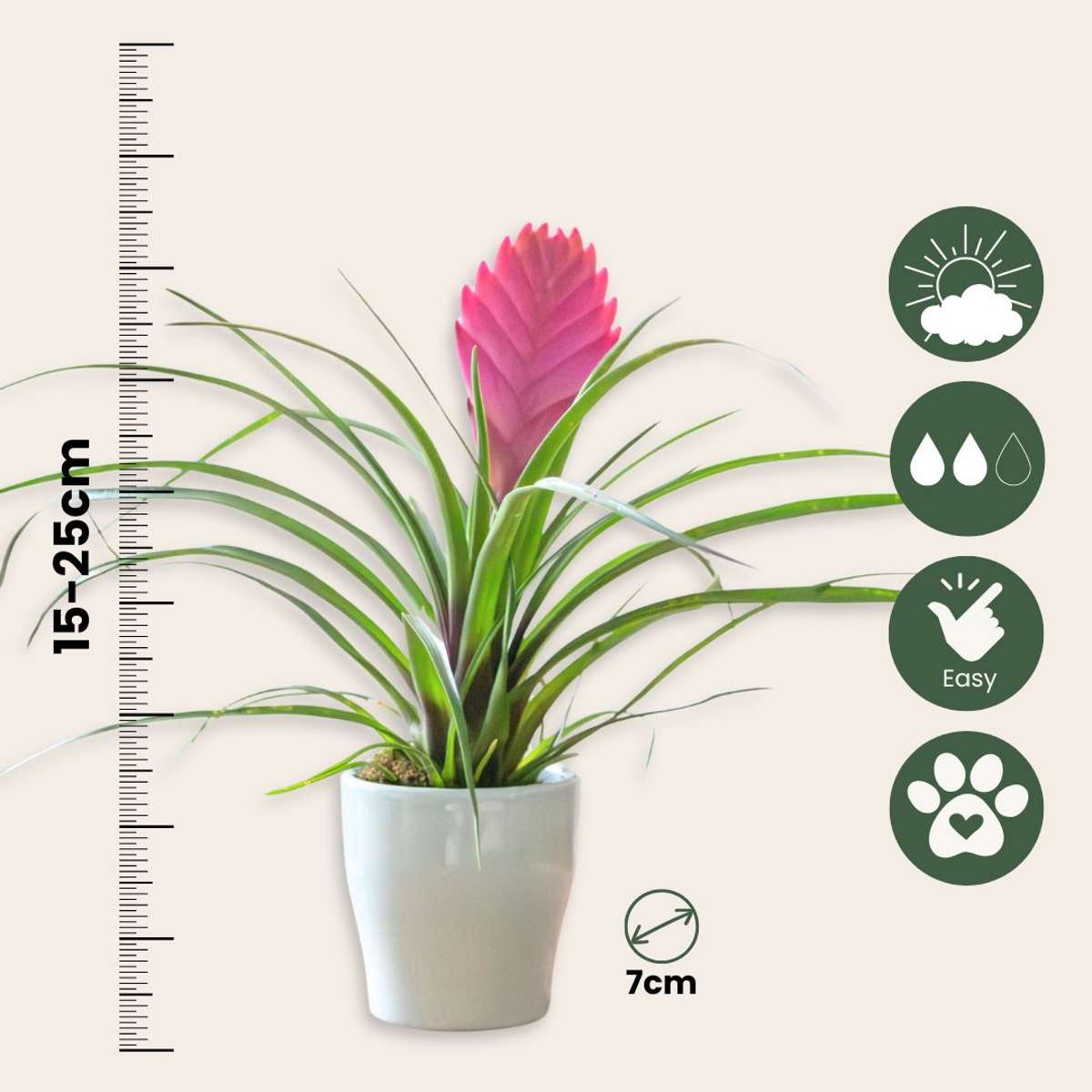 Blooming Houseplants Tillandsia Cyanea ‘Pastel’ – Set Mit 3 Stück Im Topf – Höhe 20–30Cm – Ø7Cm 