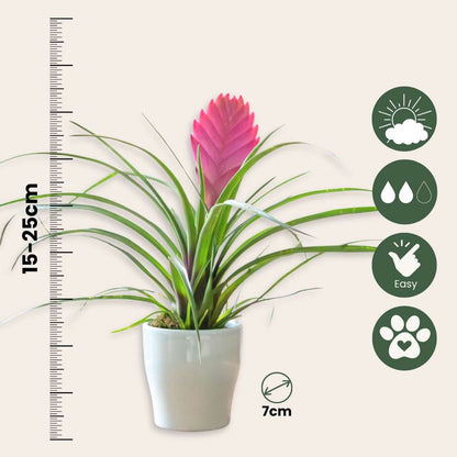 Blooming Houseplants Tillandsia Cyanea ‘Pastel’ – Set Mit 3 Stück Im Topf – Höhe 20–30Cm – Ø7Cm 