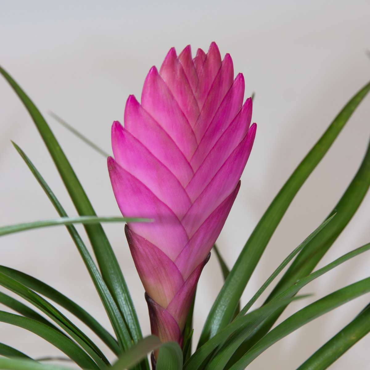 Blooming Houseplants Tillandsia Cyanea ‘Pastel’ – Set Mit 3 Stück Im Topf – Höhe 20–30Cm – Ø7Cm 
