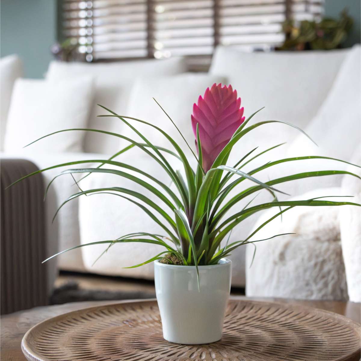 Blooming Houseplants Tillandsia Cyanea ‘Pastel’ – Set Mit 3 Stück Im Topf – Höhe 20–30Cm – Ø7Cm 