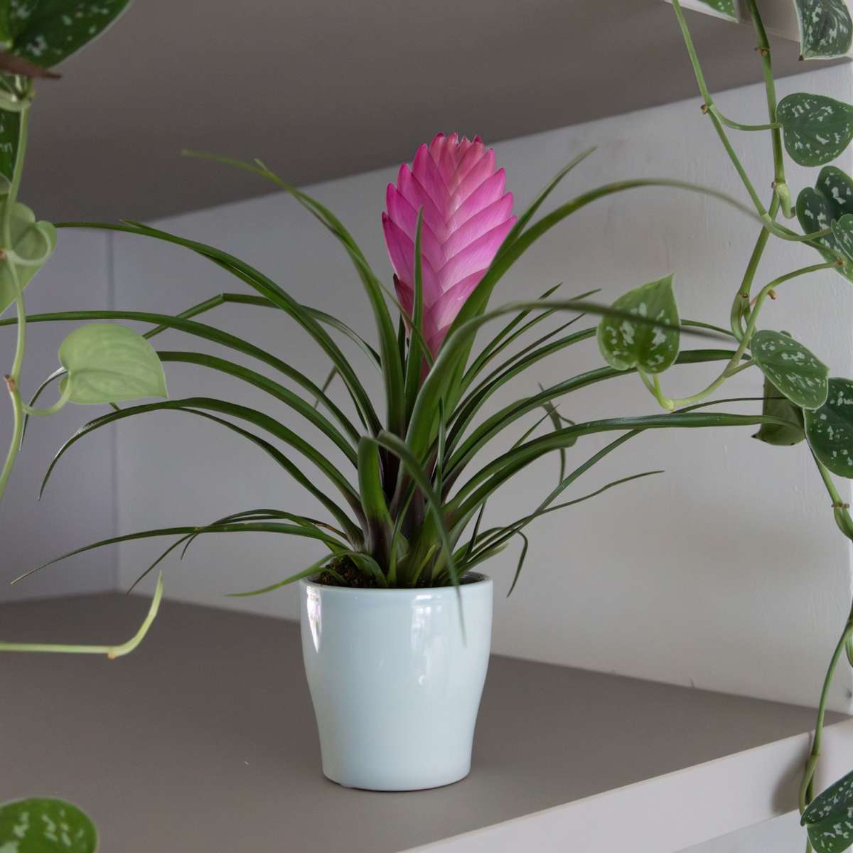 Blooming Houseplants Tillandsia Cyanea ‘Pastel’ – Set Mit 3 Stück Im Topf – Höhe 20–30Cm – Ø7Cm 