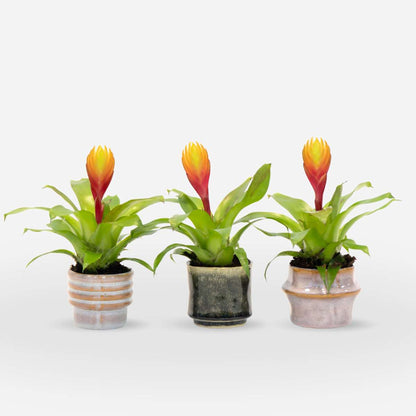 Blooming Houseplants Flammendes Schwert - Set Aus 3 - Tillandsia Vriesea 'Dorado' - H15-25Cm - Ø7Cm 
