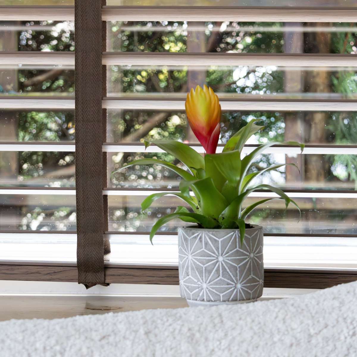 Blooming Houseplants Flammendes Schwert - Set Aus 3 - Tillandsia Vriesea 'Dorado' - H15-25Cm - Ø7Cm 