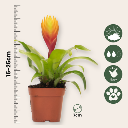Blooming Houseplants Flammendes Schwert - Set Aus 3 - Tillandsia Vriesea 'Dorado' - H15-25Cm - Ø7Cm 