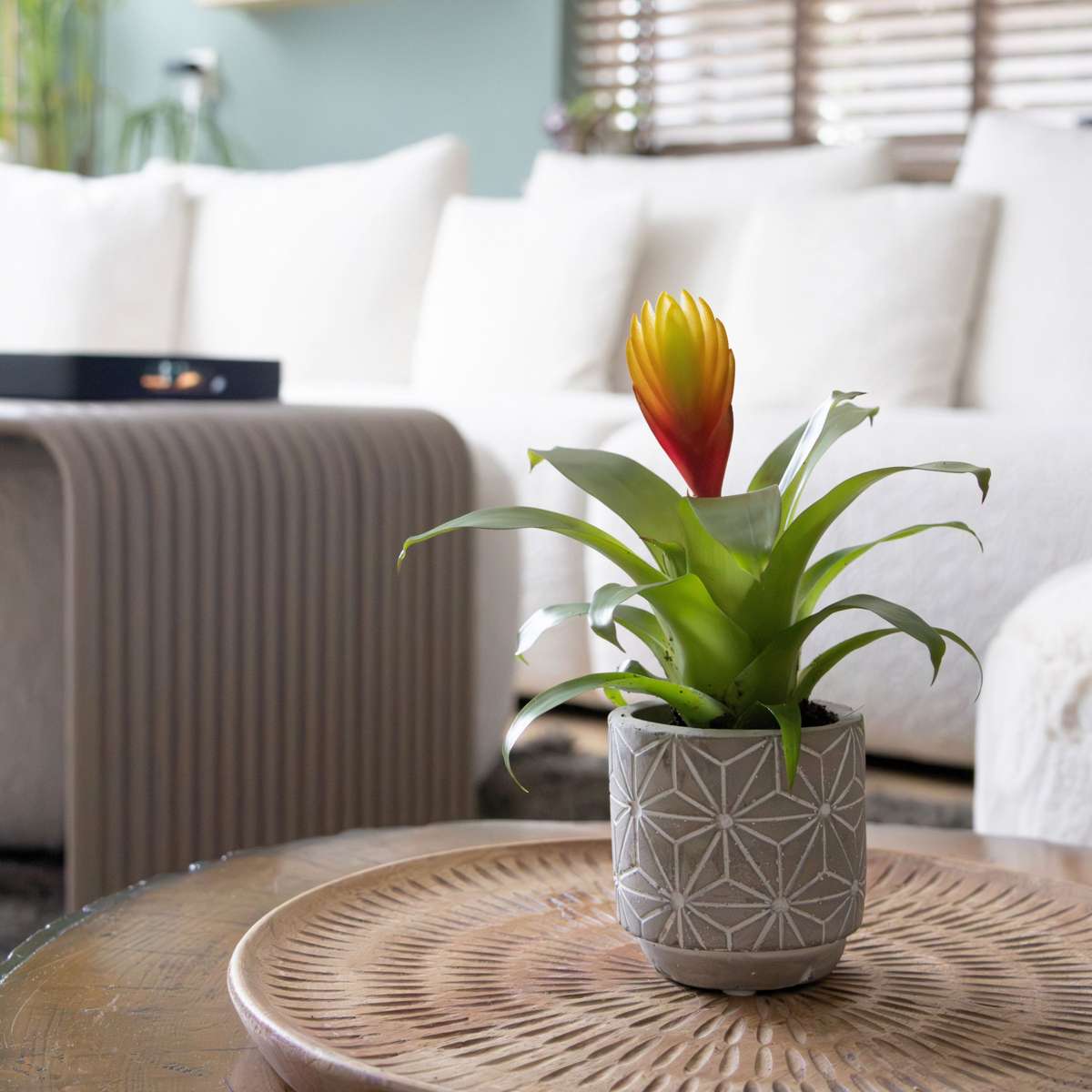 Blooming Houseplants Flammendes Schwert - Set Aus 3 - Tillandsia Vriesea 'Dorado' - H15-25Cm - Ø7Cm 