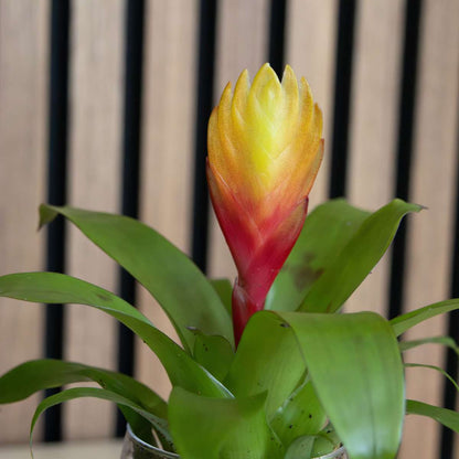 Blooming Houseplants Flammendes Schwert - Set Aus 3 - Tillandsia Vriesea 'Dorado' - H15-25Cm - Ø7Cm 