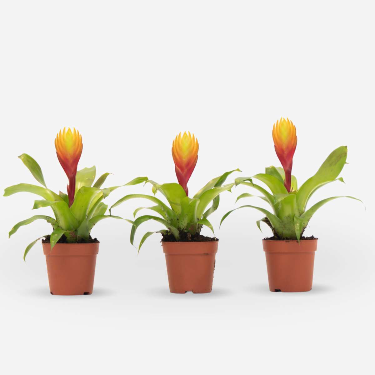 Blooming Houseplants Flammendes Schwert - Set Aus 3 - Tillandsia Vriesea 'Dorado' - H15-25Cm - Ø7Cm 