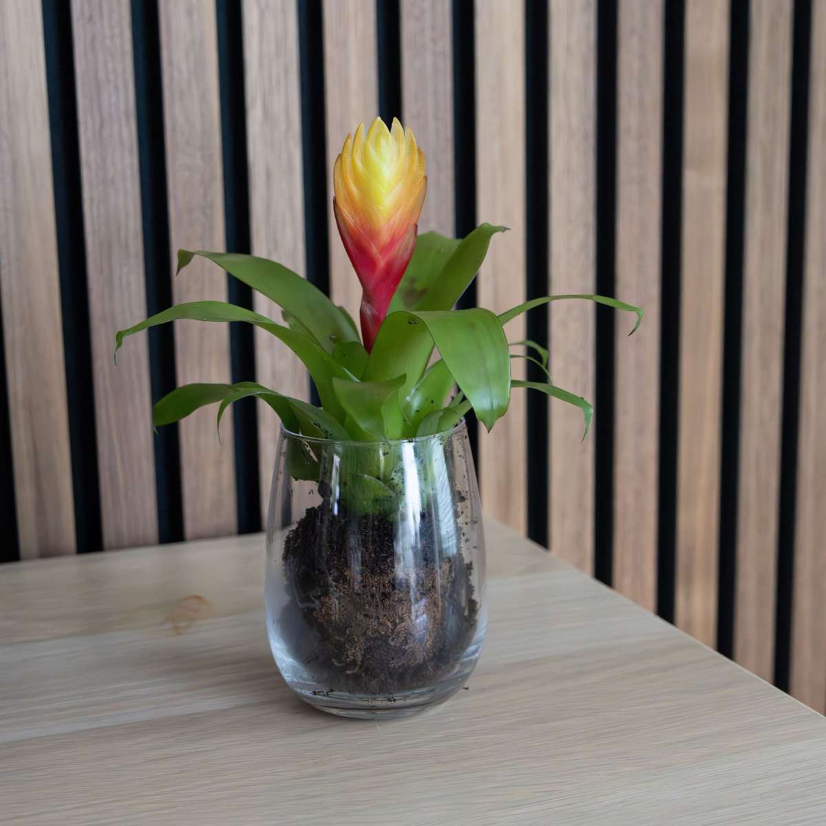 Blooming Houseplants Flammendes Schwert - Set Aus 3 - Tillandsia Vriesea 'Dorado' - H15-25Cm - Ø7Cm 