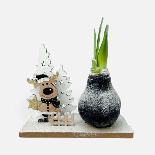 Amaryllis - Hippeastrum 'Winterwunderland Rentier' 