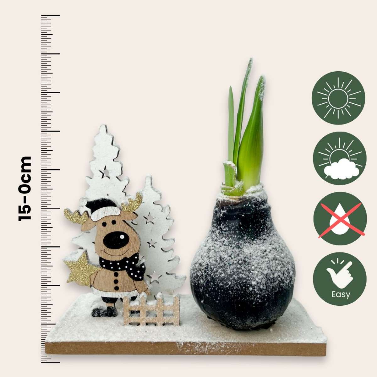 Amaryllis - Hippeastrum 'Winterwunderland Rentier' 