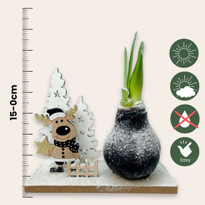 Amaryllis - Hippeastrum 'Winterwunderland Rentier' 