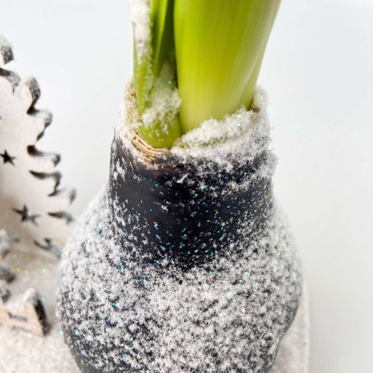 Amaryllis - Hippeastrum 'Winterwunderland Rentier' 