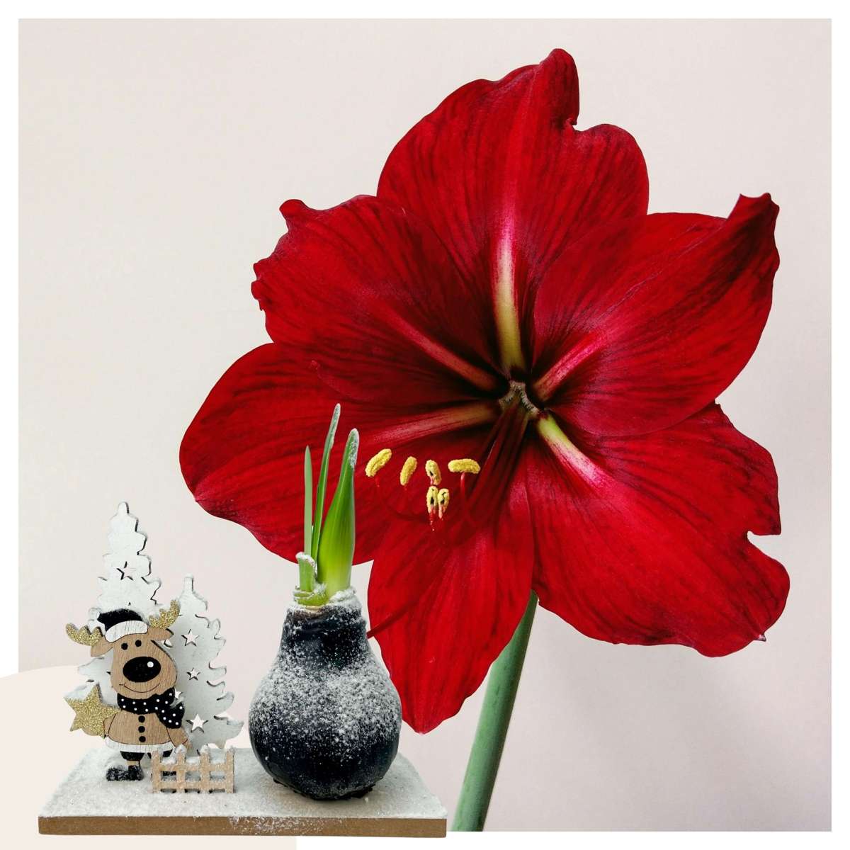 Amaryllis - Hippeastrum 'Winterwunderland Rentier' 